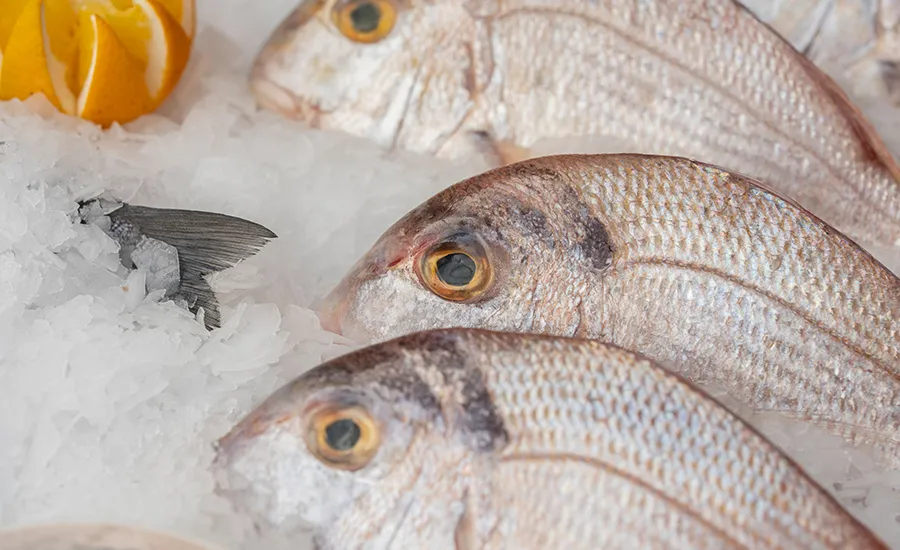 Solutions de refroidissement au CO₂ économes en énergie et de surgélation pour préserver la fraîcheur des produits de la mer