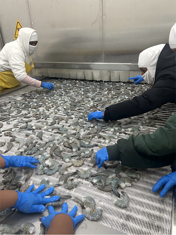 Projet de surgélateur IQF pour Pacific Seafood, Guatemala