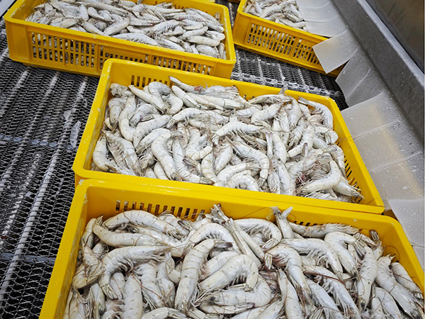 Projet d’usine de transformation de crevettes à Morro, Équateur
